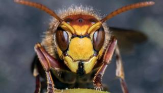 Insektenbeseitigung